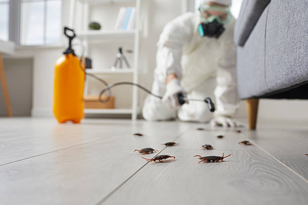 Post-Treatment Bed Bug Interceptor Monitoring in Camp Verde